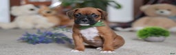 Boxer dogs for sale: Blake - Ad 3