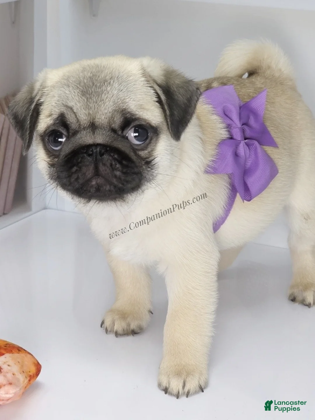 Pug dogs for sale: Cedar Silver Fawn Pug Puppy - Ad 2