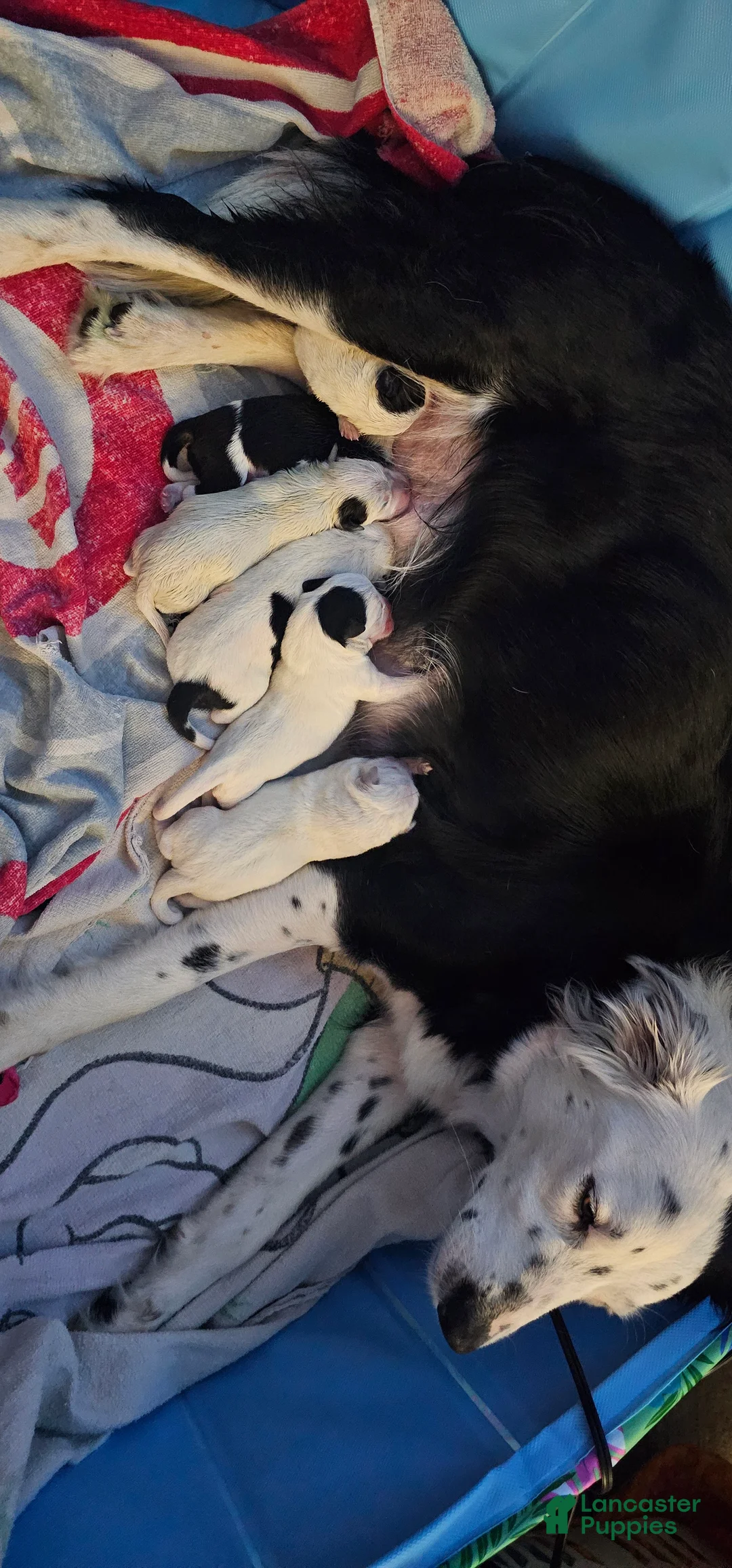 Mixed Breed dogs for sale: Mixed Breed Puppy 7 - Ad 28