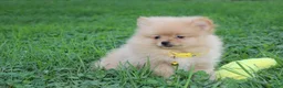 Pomeranian dogs for sale: Finn - Ad 11