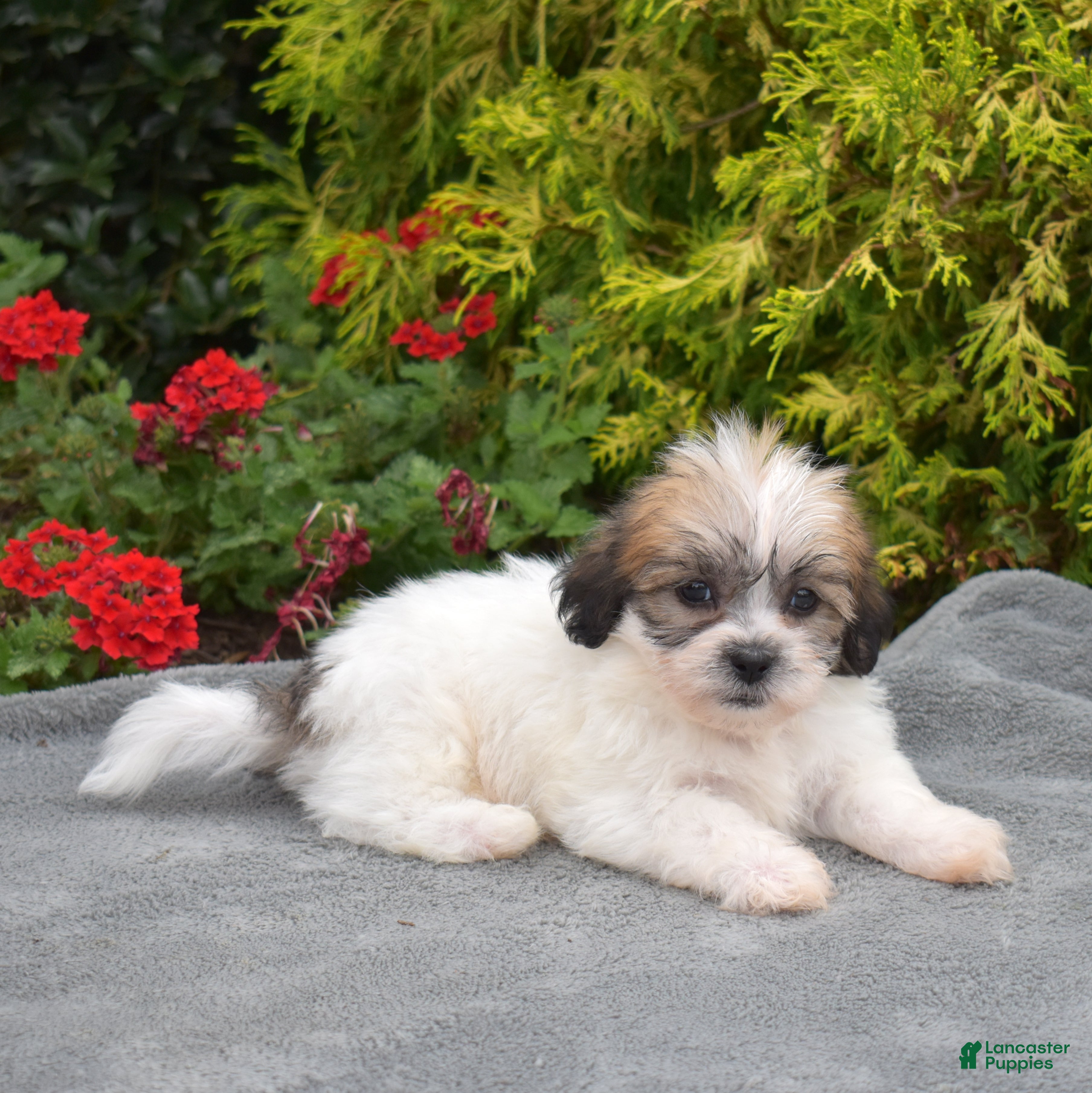 Teddy Bear dogs Birch - Ad 2