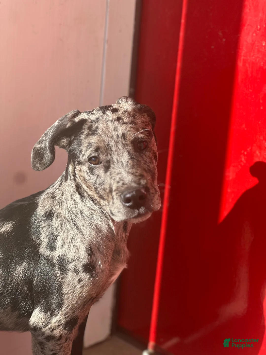 American Pit Bull Terrier dogs for sale: Misha Girl (Read Description: Price is debatable)  - Ad 1