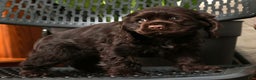 Cocker Spaniel dogs for sale: Dasher - Ad 7