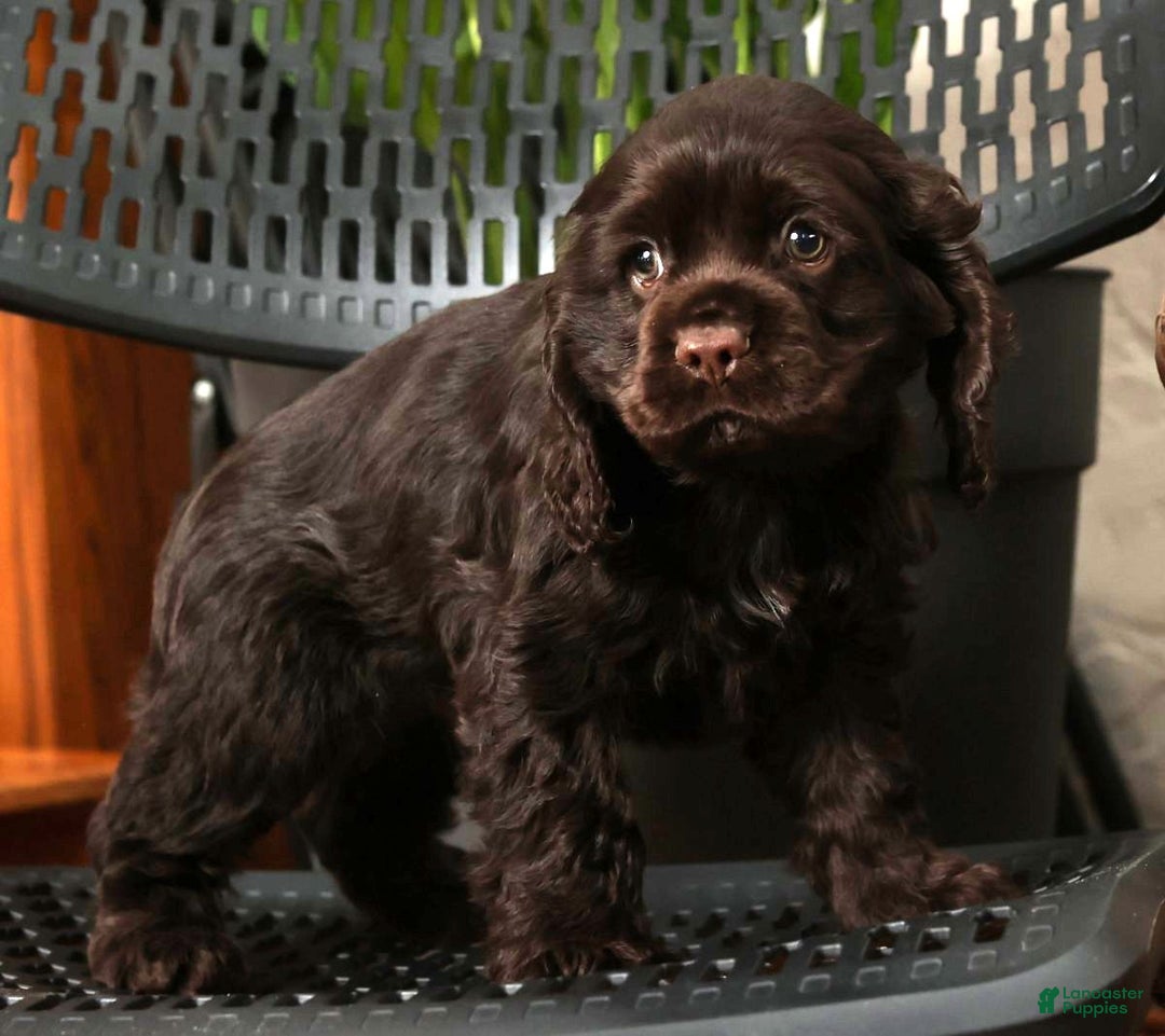 Cocker Spaniel dogs for sale: Dasher - Ad 7