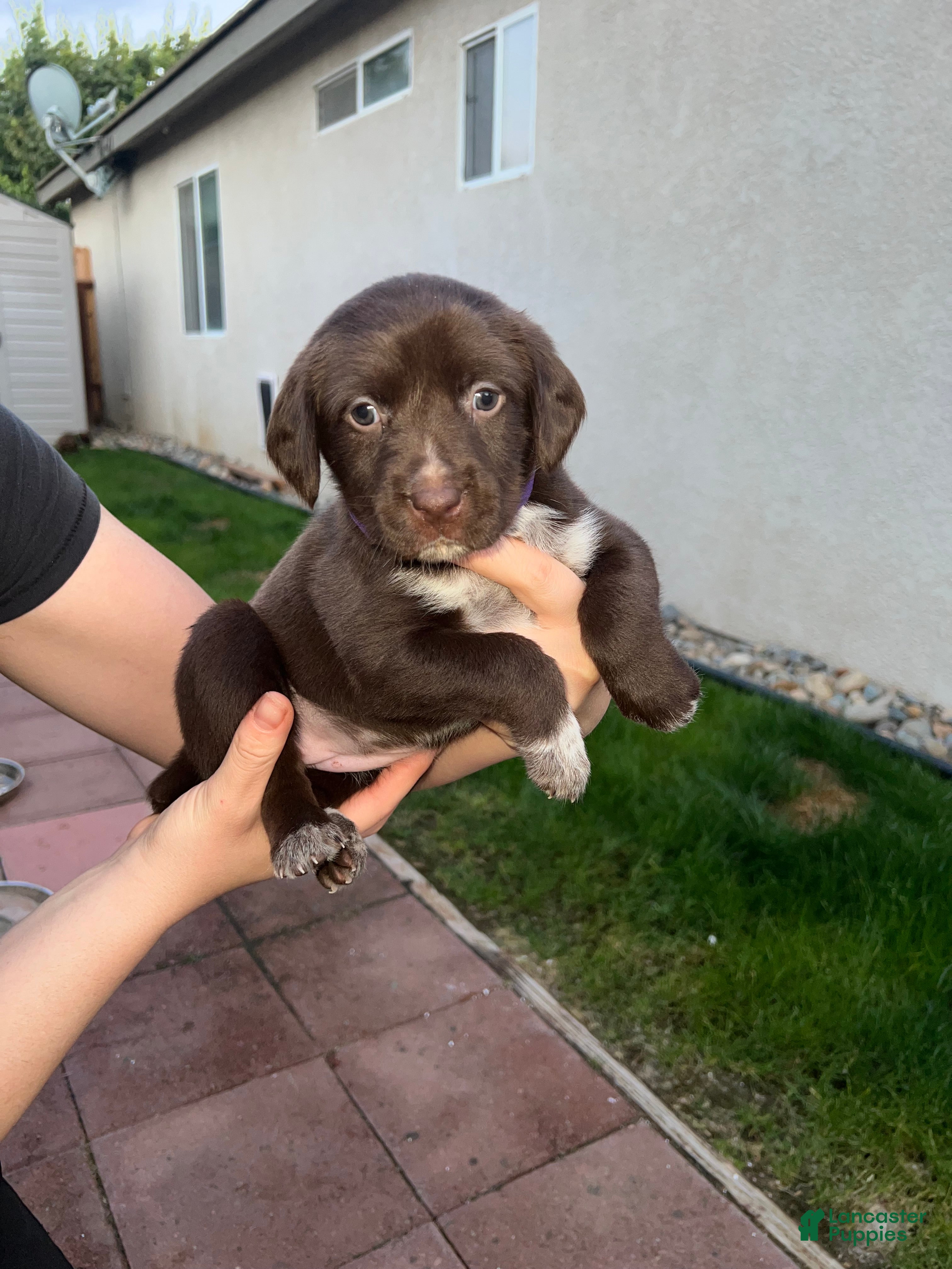 German Shorthaired Pointer dogs German Shorthaired Pointer Puppy 1 purple - Ad 3