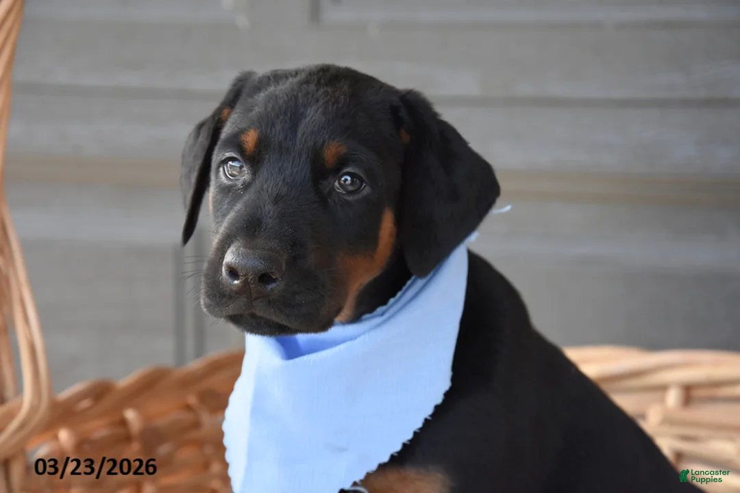 Doberman Pinscher dogs for sale: Peter - Ad 2