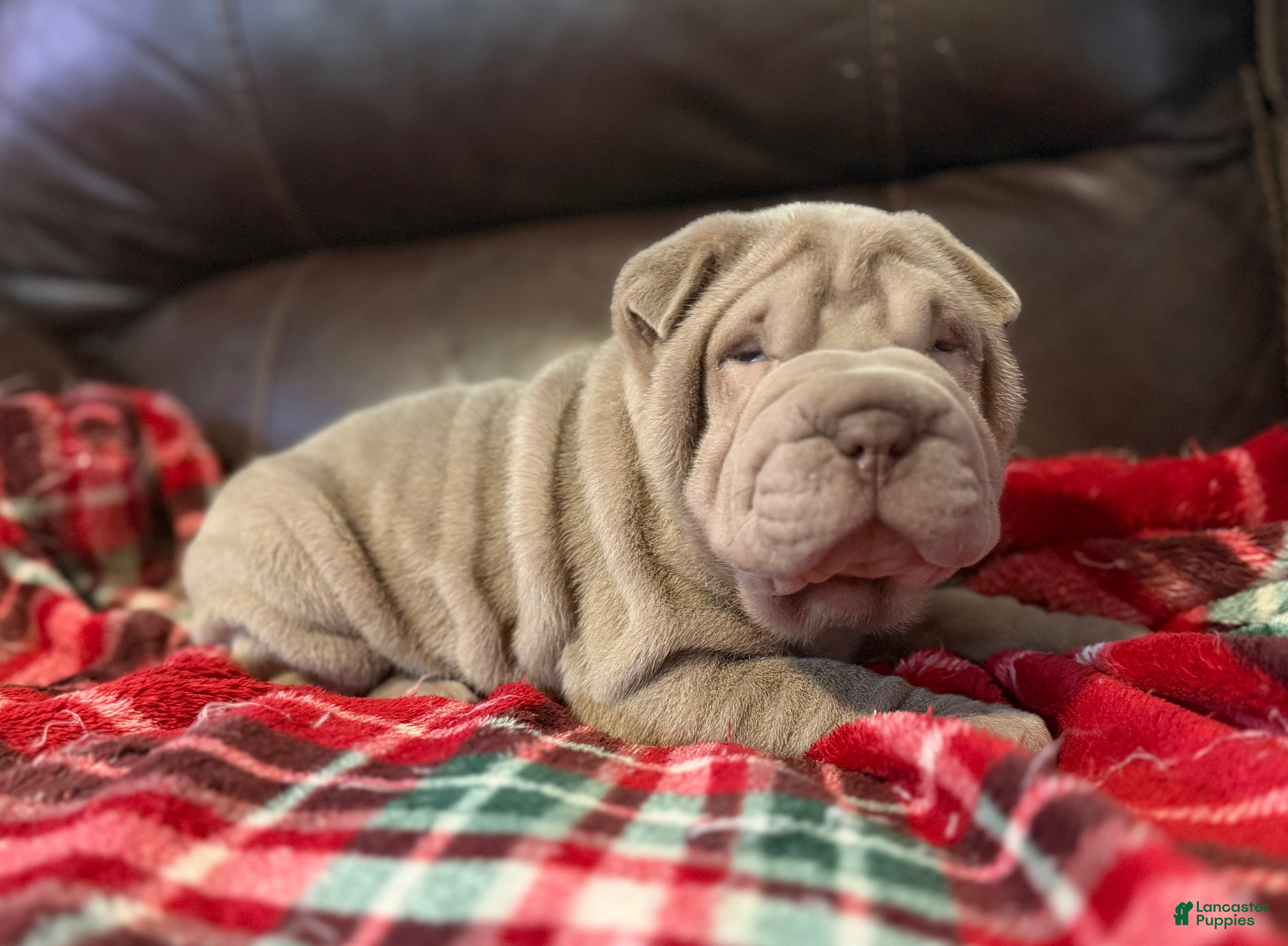 Shar Pei dogs Diana - Ad 2