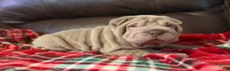Shar Pei dogs for sale: Diana - Ad 2