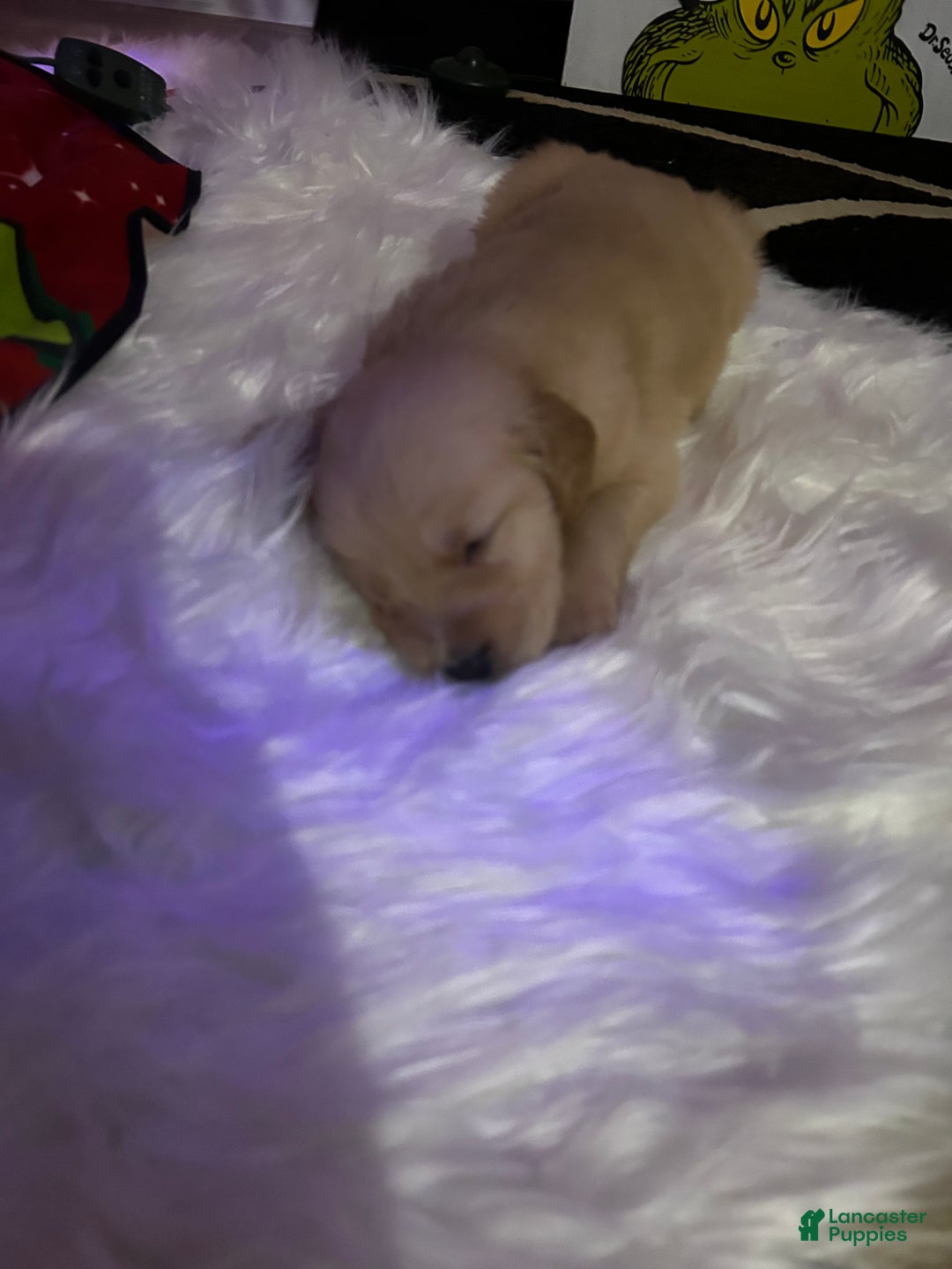 Golden Retriever dogs for sale: Dull green - Ad 2