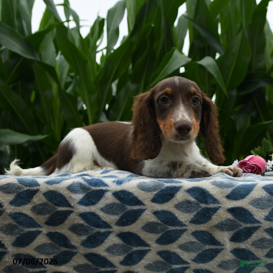 Miniature Dachshund dogs Sweetheart - Ad 1