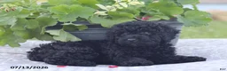 Miniature Poodle dogs for sale: Norm - Ad 4