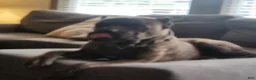 Cane Corso dogs for sale: Cane Corso 2 - Ad 65