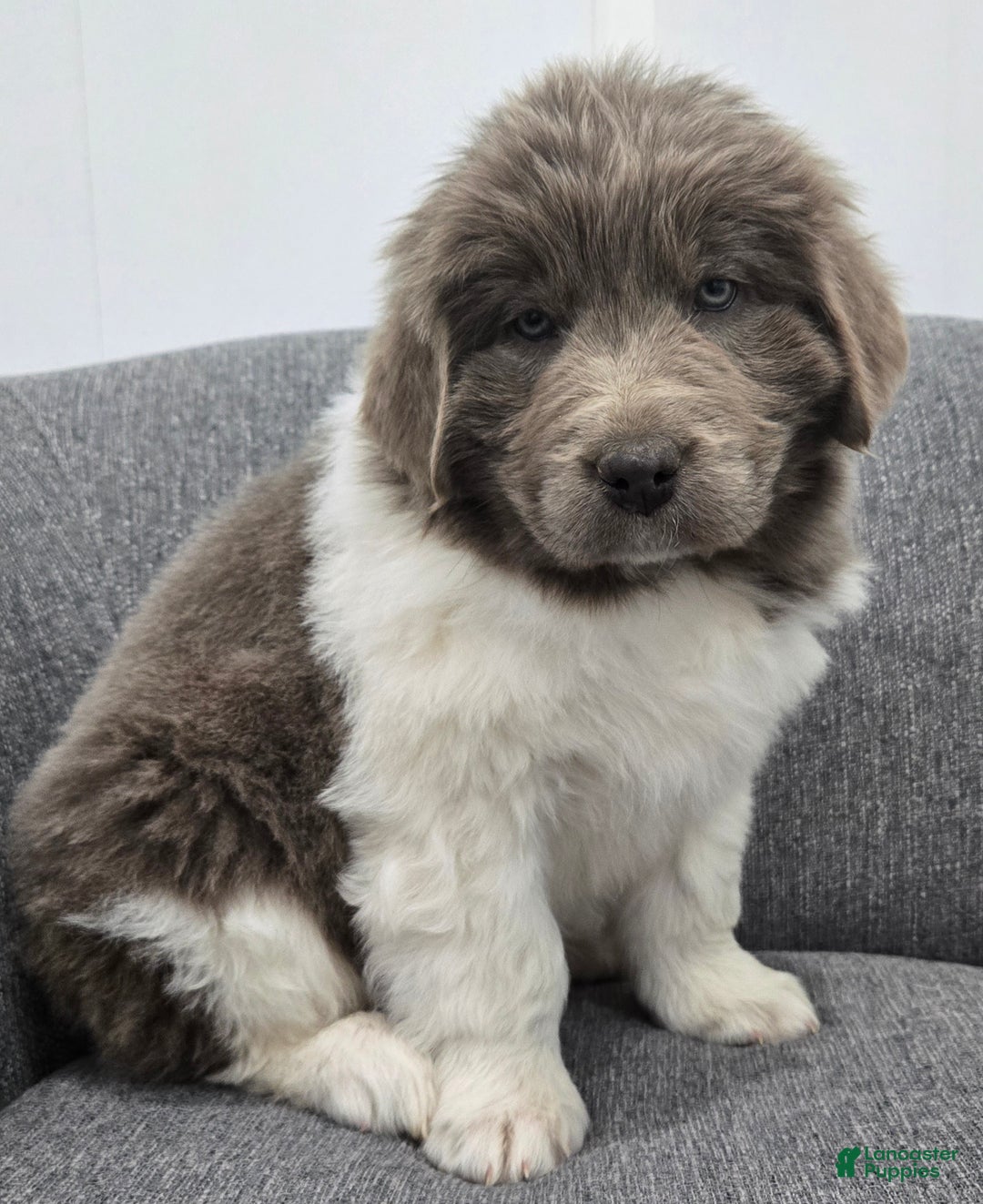 Newfoundland dogs for sale: Bailey  - Ad 5