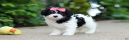 Cavachon dogs for sale: Angela - Ad 1