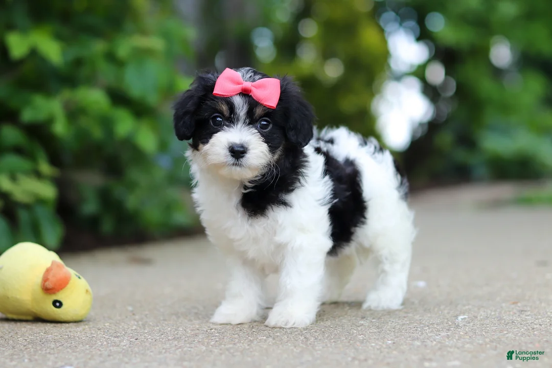 Cavachon dogs for sale: Angela - Ad 1