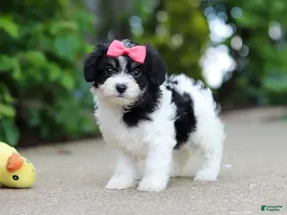 Cavachon dogs for sale: Angela - Ad 1