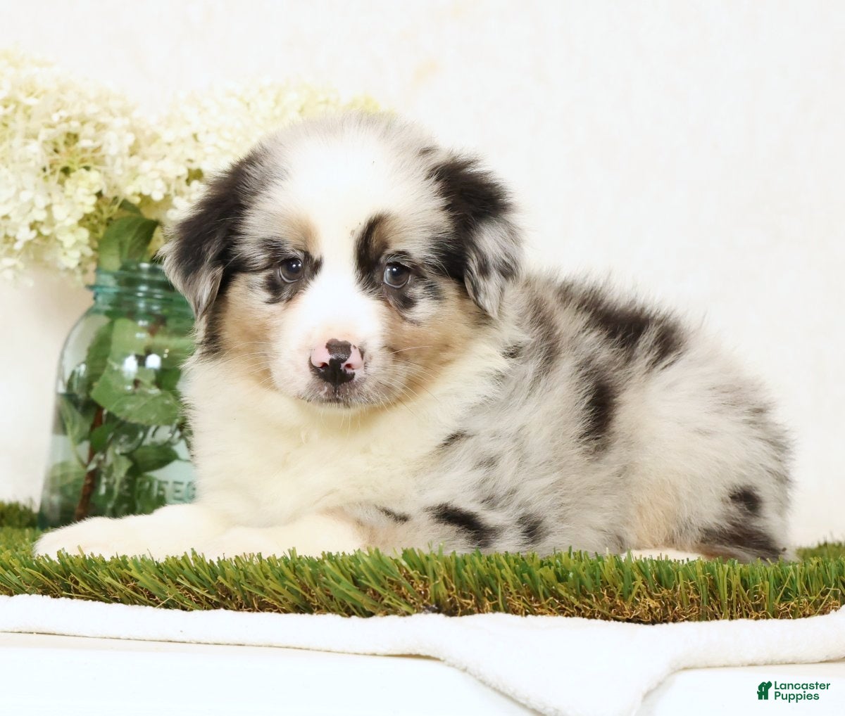 Miniature Australian Shepherd dogs Laine - Ad 2