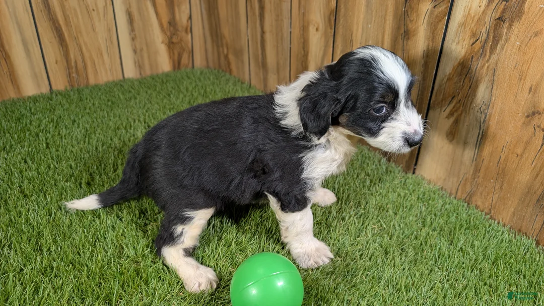Mini Aussiedoodle dogs for sale: Sunset Boy 4 - Ad 2