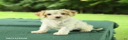 Cavapoo dogs for sale: Monty - Ad 2