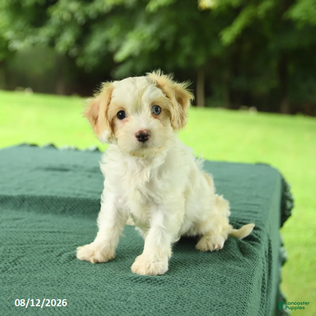 Cavapoo dogs for sale: Monty - Ad 2