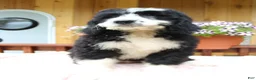 Bernedoodle dogs for sale: Ava - Ad 8