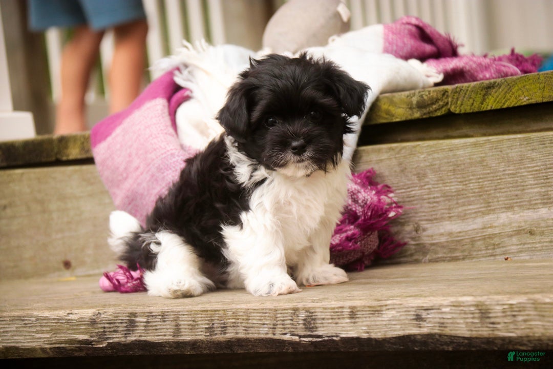 Havanese dogs Goldie Havanese  - Ad 2