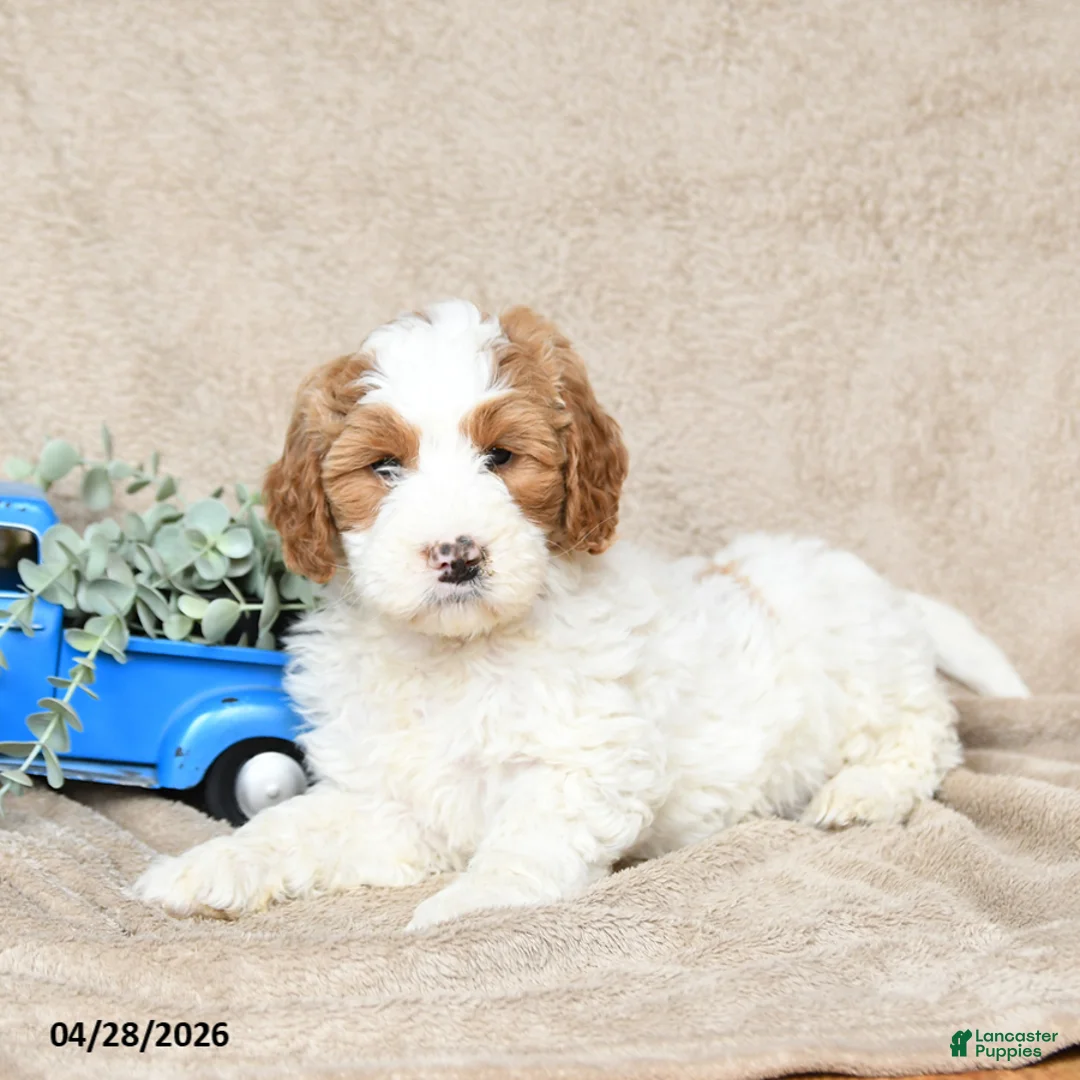 Goldendoodle dogs for sale: Snickerdoodle - Ad 3