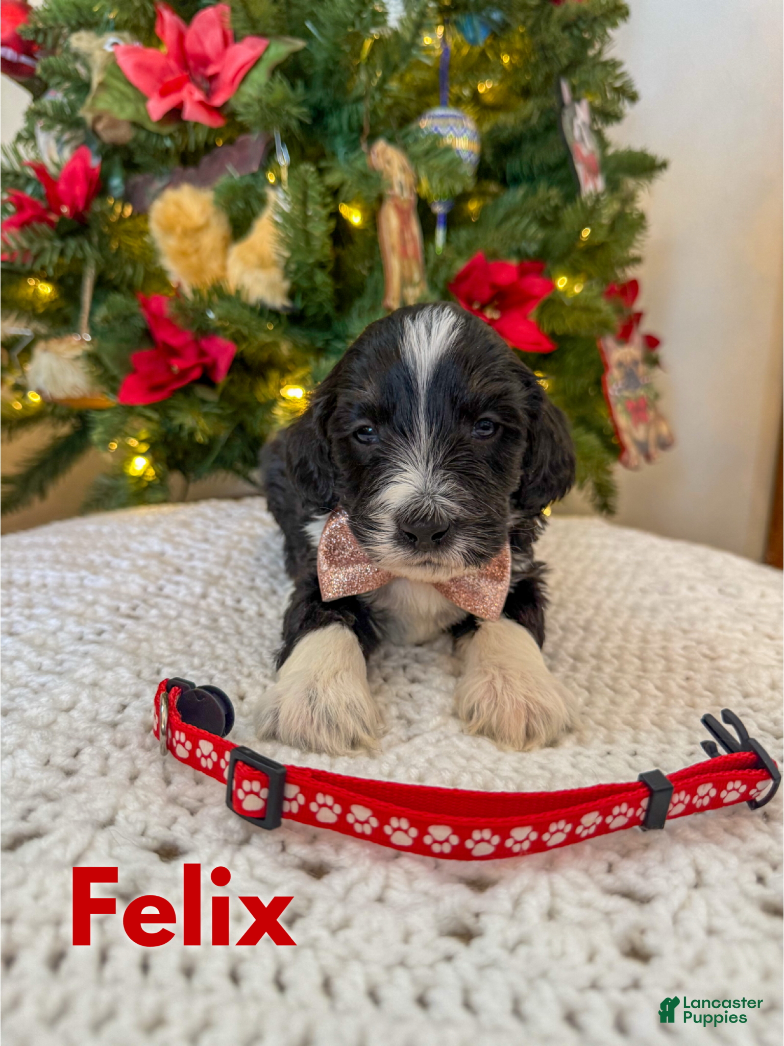 Mixed Breed dogs Felix - Ad 11