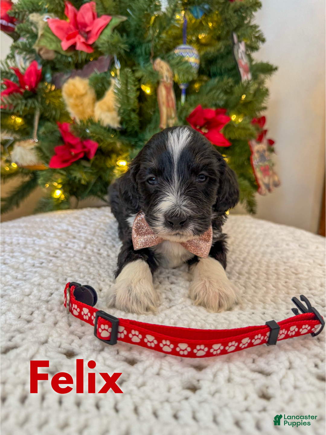 Mixed Breed dogs for sale: Felix - Ad 1