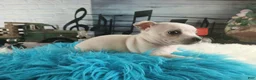 Chihuahua dogs for sale: Haleys cream boy. Hand Delivery  - Ad 7