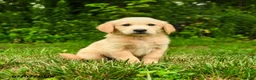Golden Retriever dogs for sale: Milford - Ad 4
