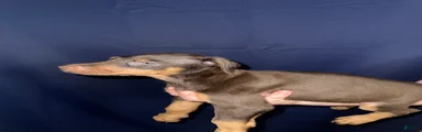 Doberman Pinscher 9