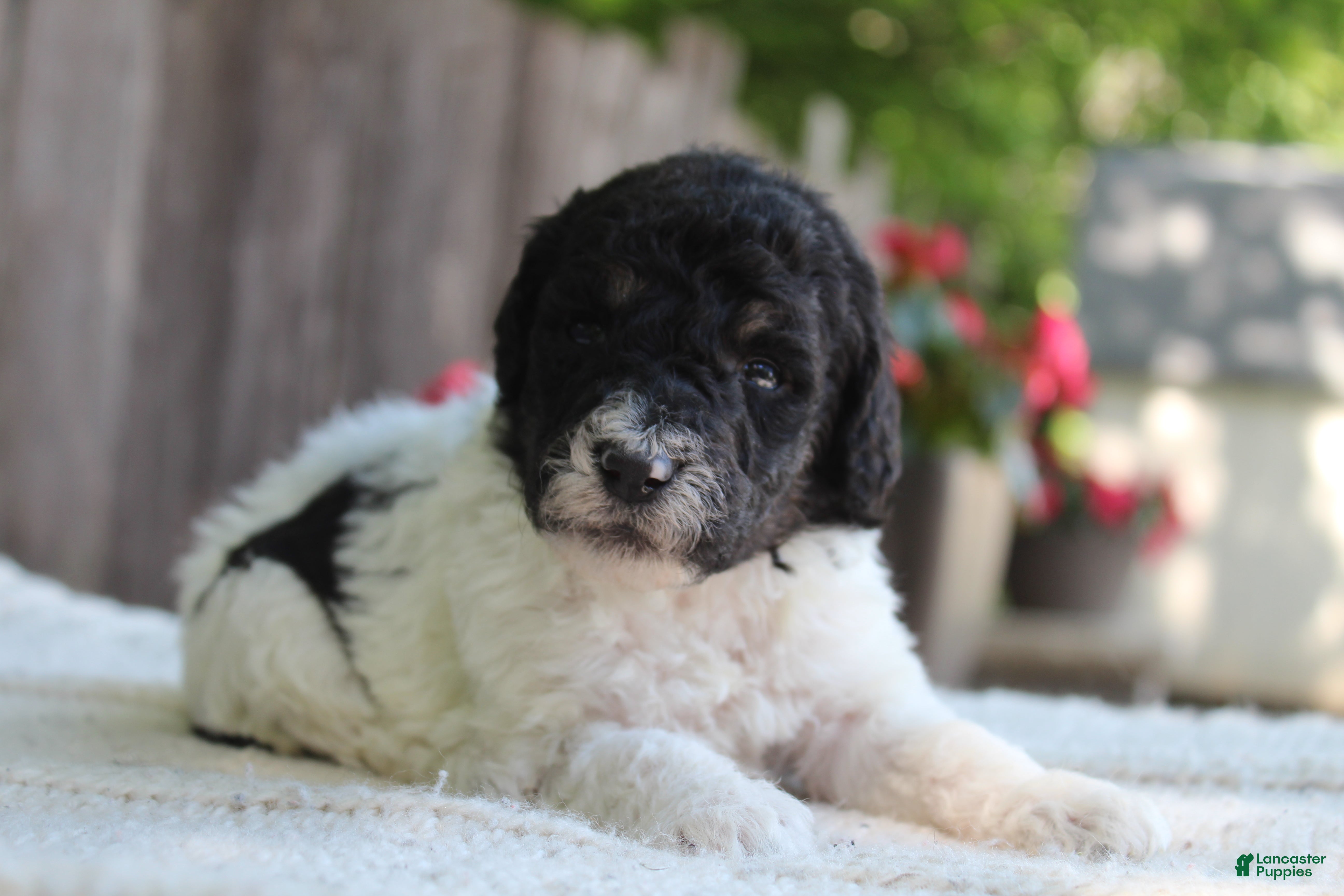Standard Poodle dogs for sale: Sage AKC standard poodle - Ad 7