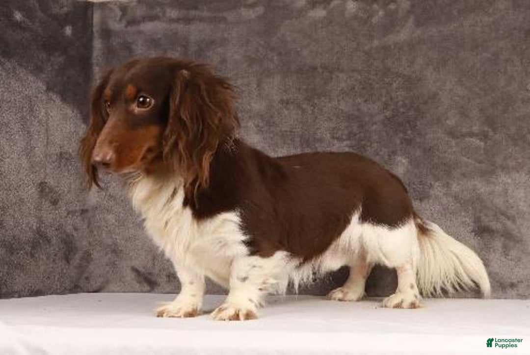 Dachshund dogs for sale: Kenzie - Ad 14