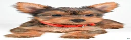Yorkshire Terrier dogs for sale: Patty - Ad 1