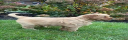 Golden Retriever dogs for sale: Paris - Ad 4