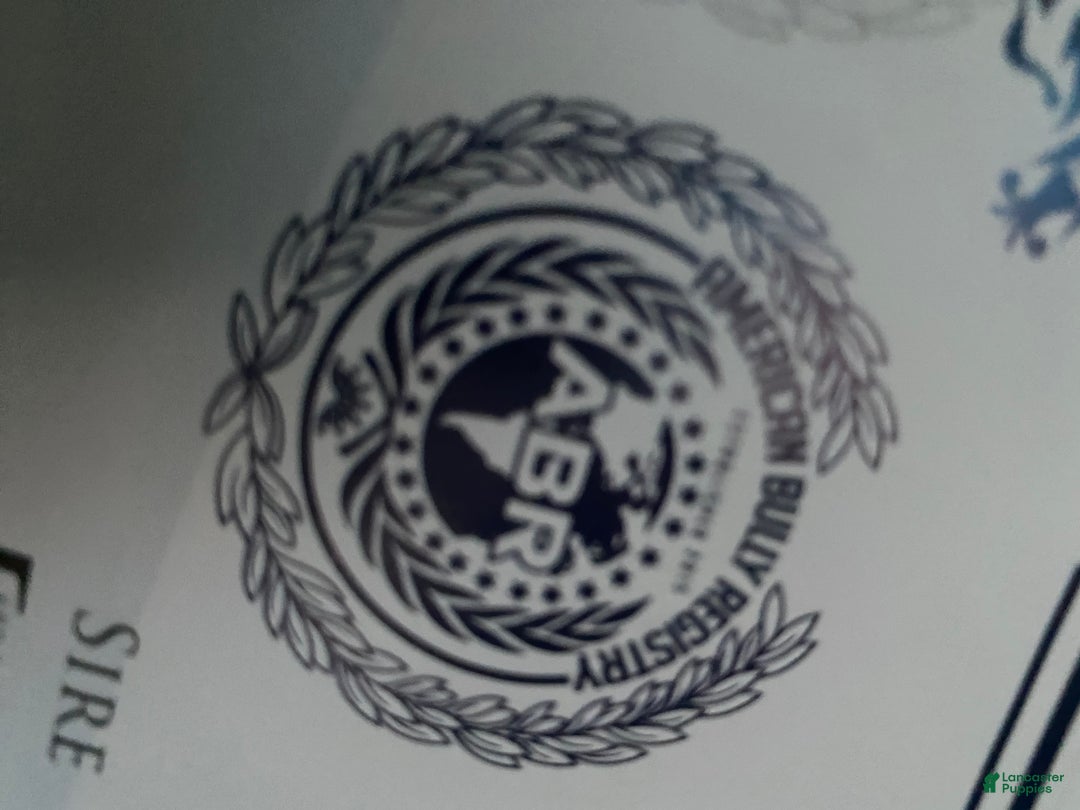 American Bully dogs for stud: America Bully Litter Dropping January 2026🔥 - Ad 2