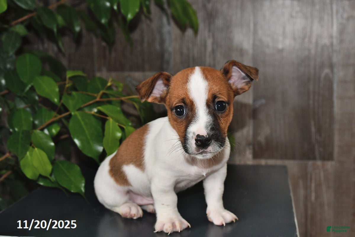 Jack Russell Terrier dogs Leo - Ad 42