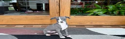 Italian Greyhound dogs for sale: Italian Greyhound 2 blue boy.  - Ad 4