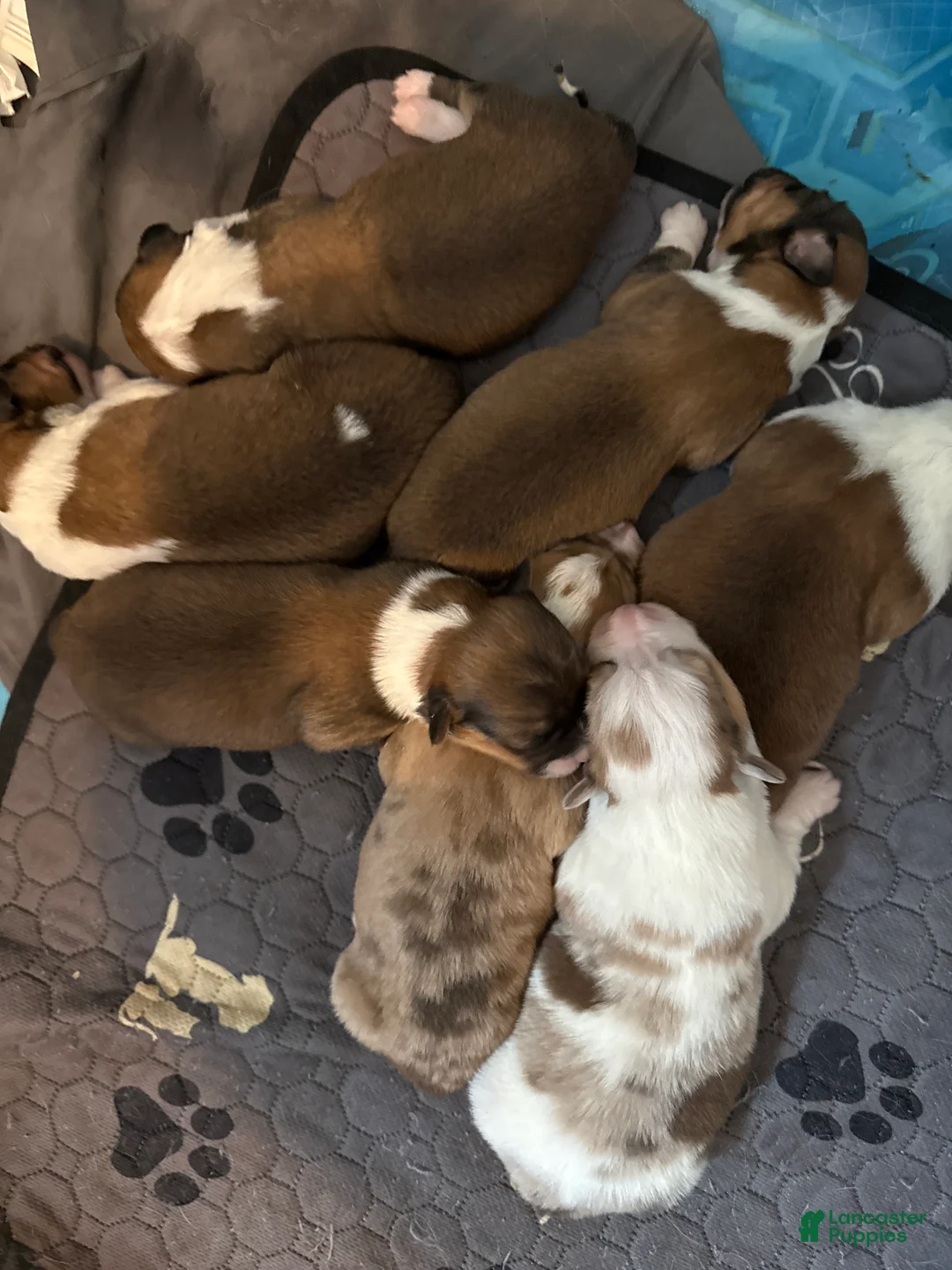 Welsh Corgi Pembroke dogs for sale: Welsh Corgi Pembroke Puppy 3 - Ad 12