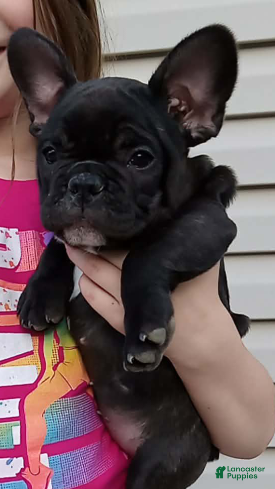 French Bulldog dogs Jelly bean - Ad 33