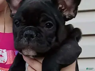 French Bulldog dogs Jelly bean - Ad 33