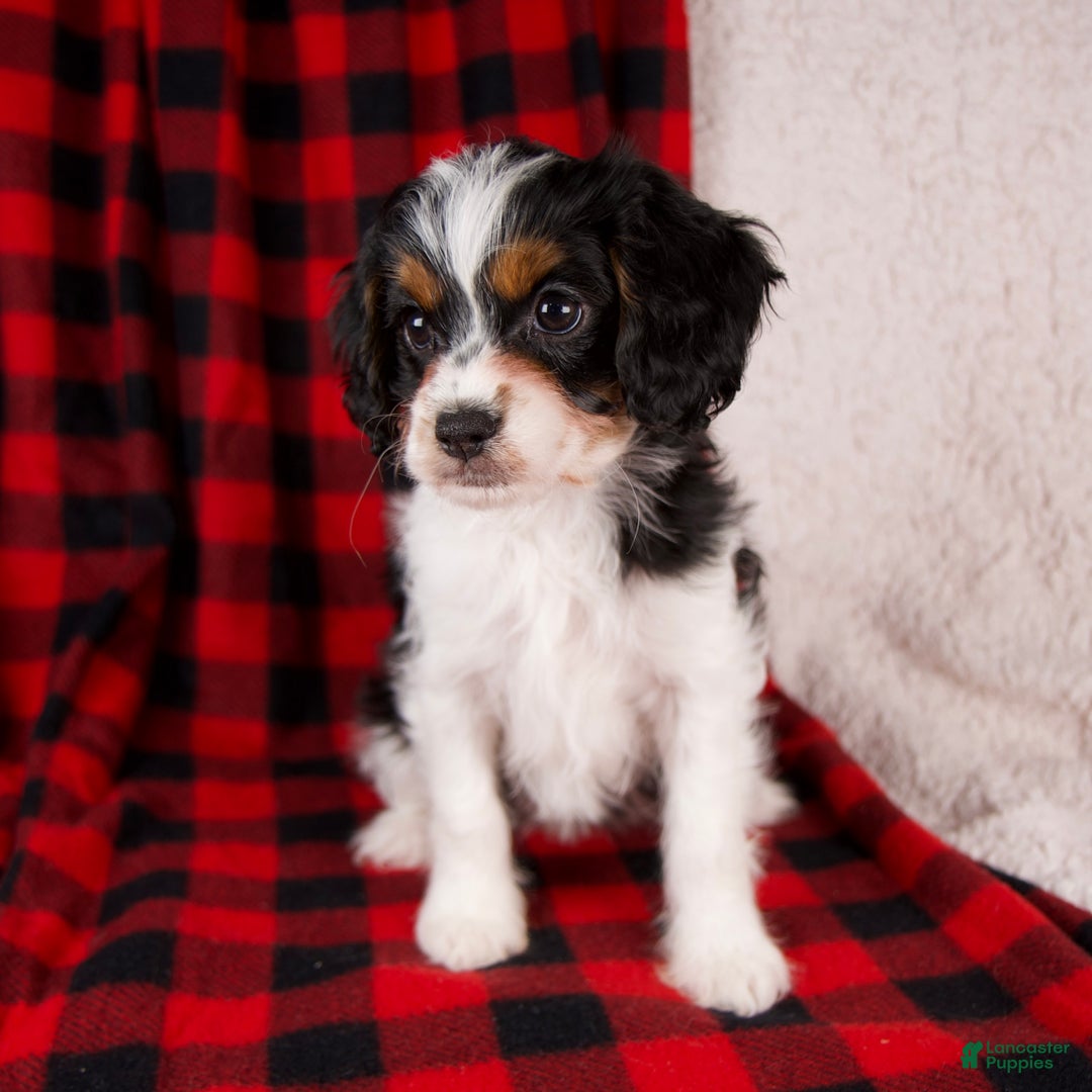 Cavapoo dogs for sale: Nova - Ad 6