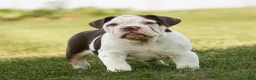 English Bulldog dogs for sale: Chocolate English Bulldog Puppy  - Ad 3