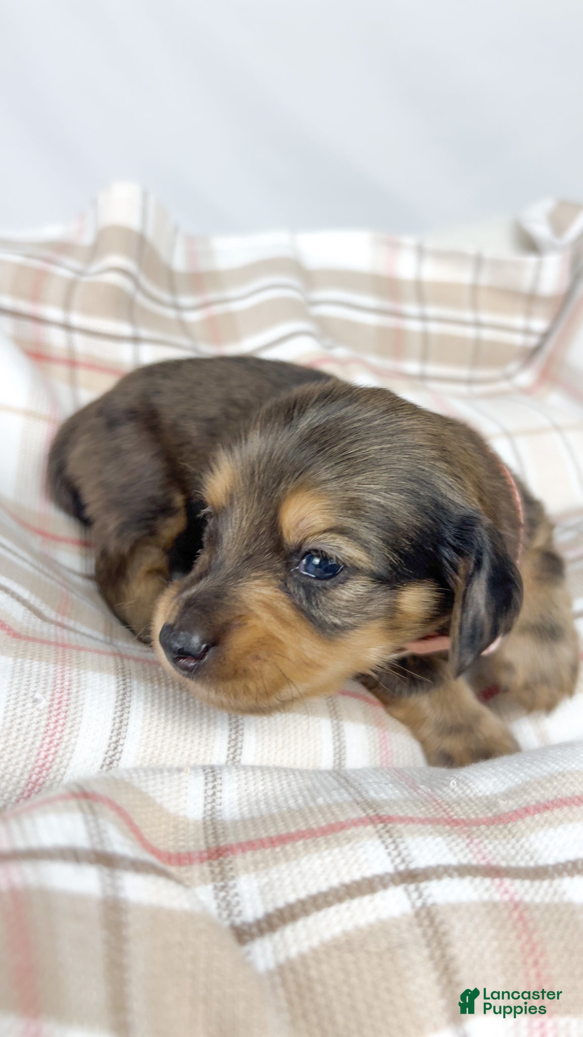 Miniature Dachshund dogs Cherry - Ad 5