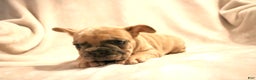 French Bulldog dogs for sale: Moose - Ad 4