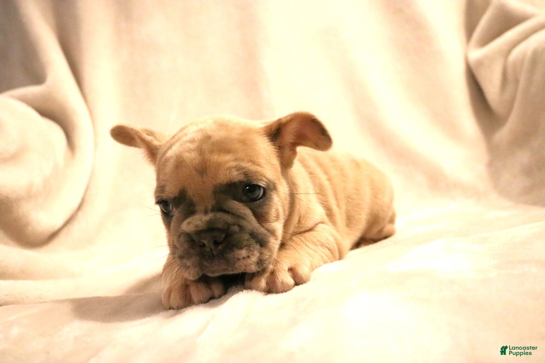 French Bulldog dogs for sale: Moose - Ad 4
