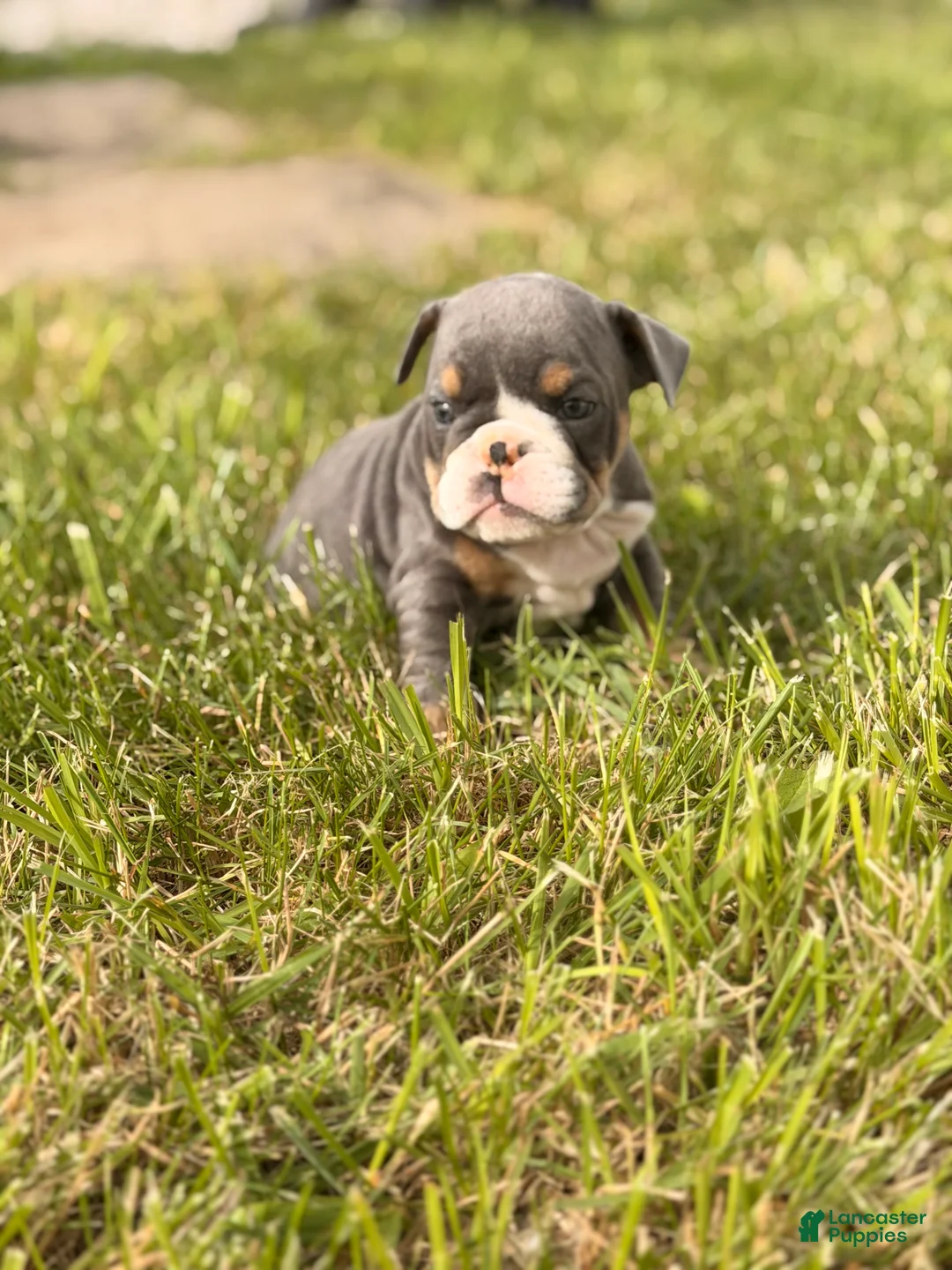English Bulldog dogs for sale: English Bulldog Puppy 1 - Ad 2