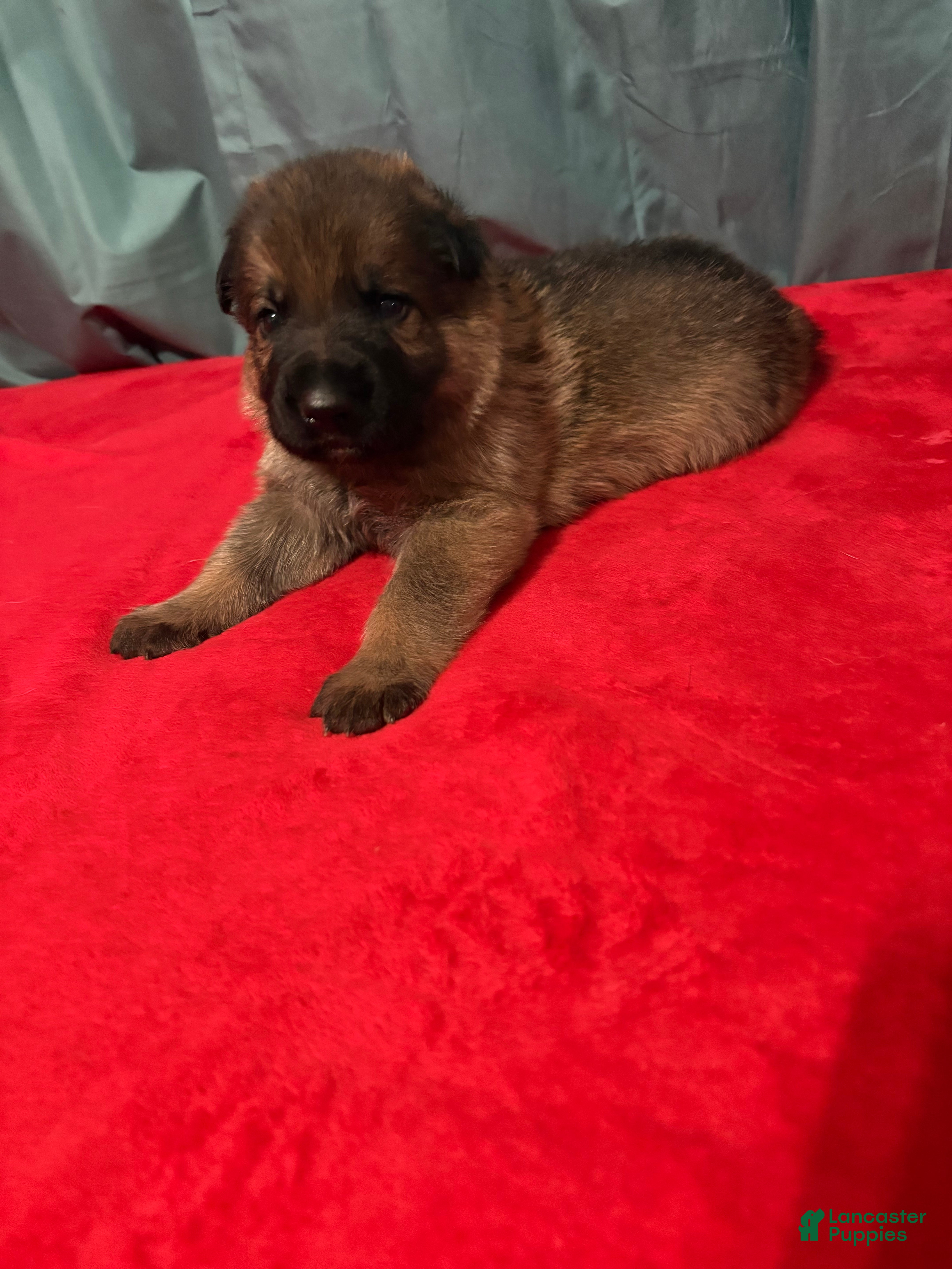 German Shepherd dogs Brain - Ad 2