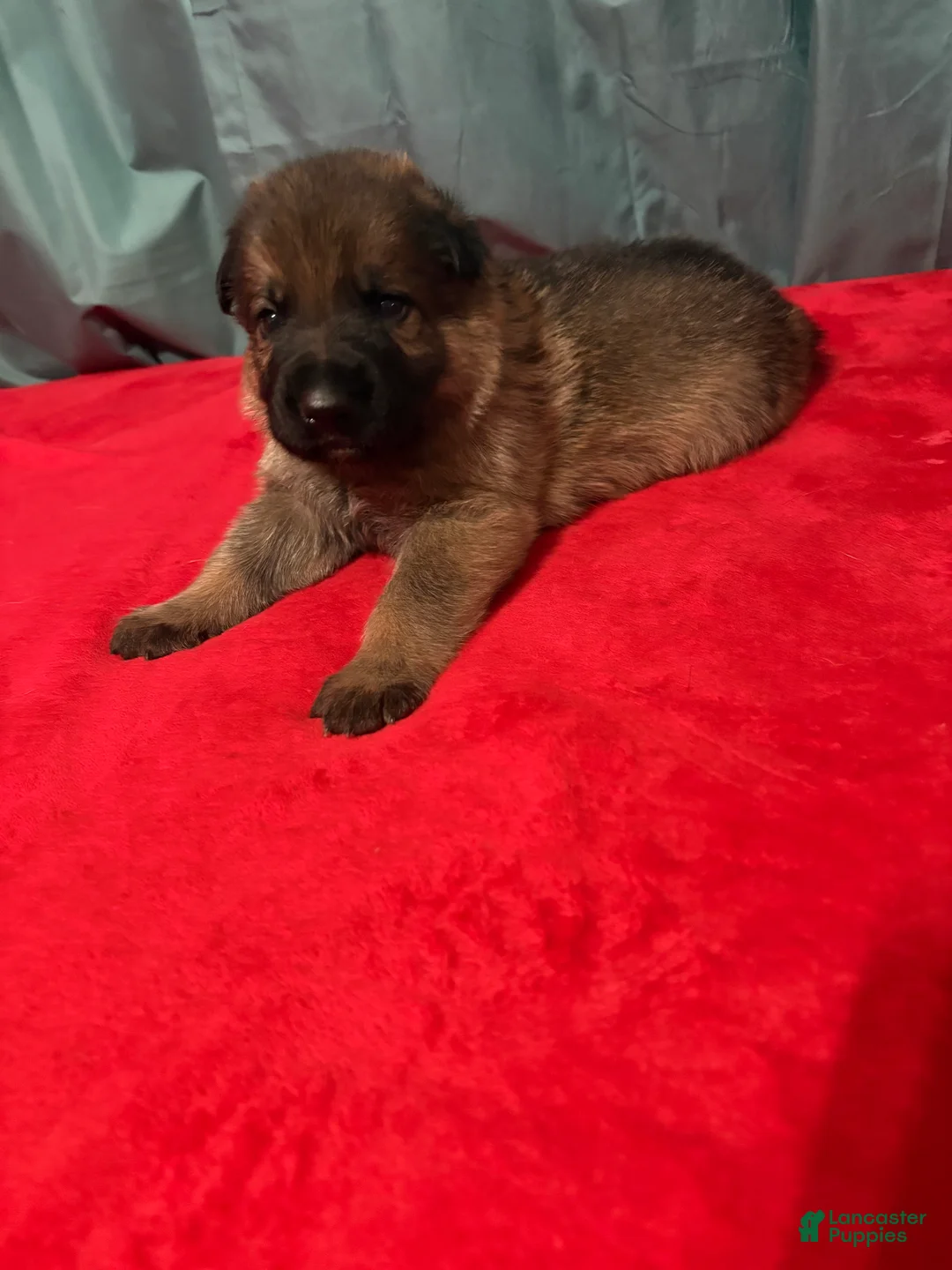 German Shepherd dogs for sale: Brain - Ad 2